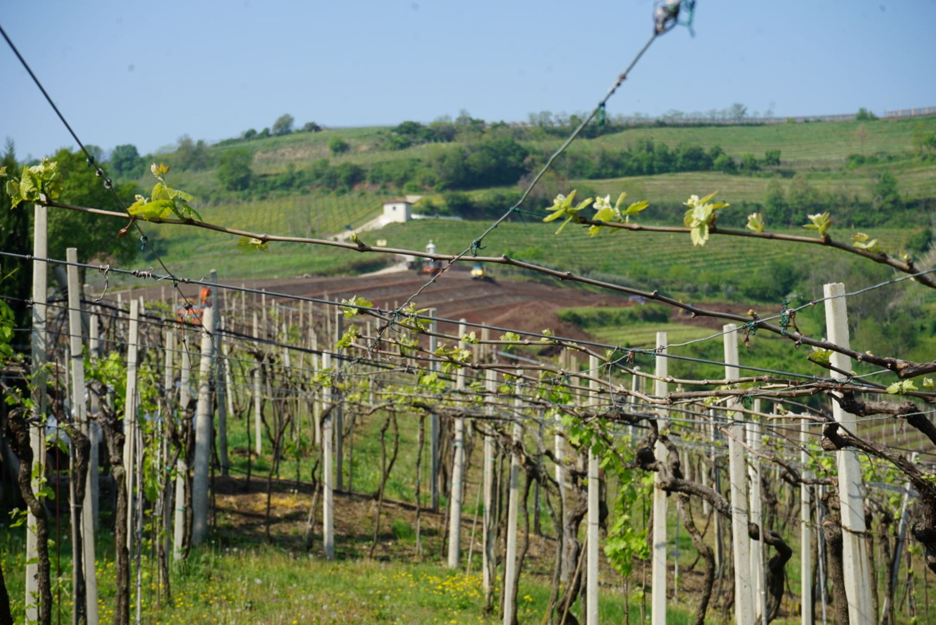 Vinplanterne ophænges også a la Veronese