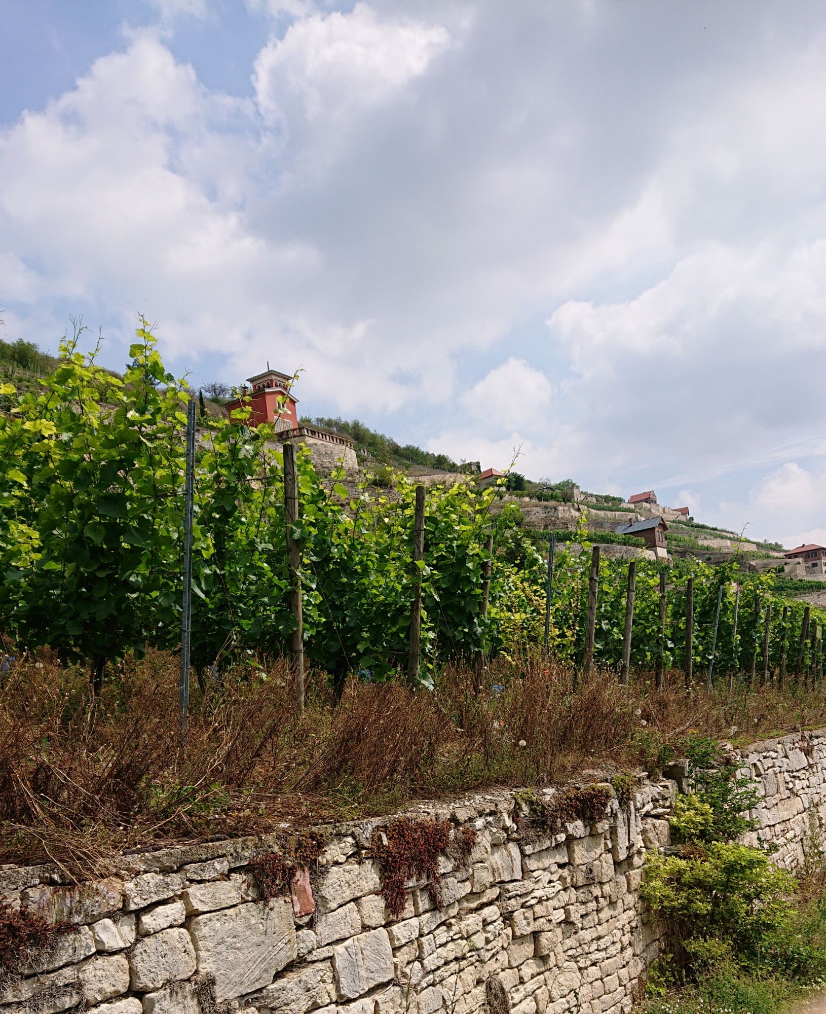 Saale-Unstrut - Vinmark