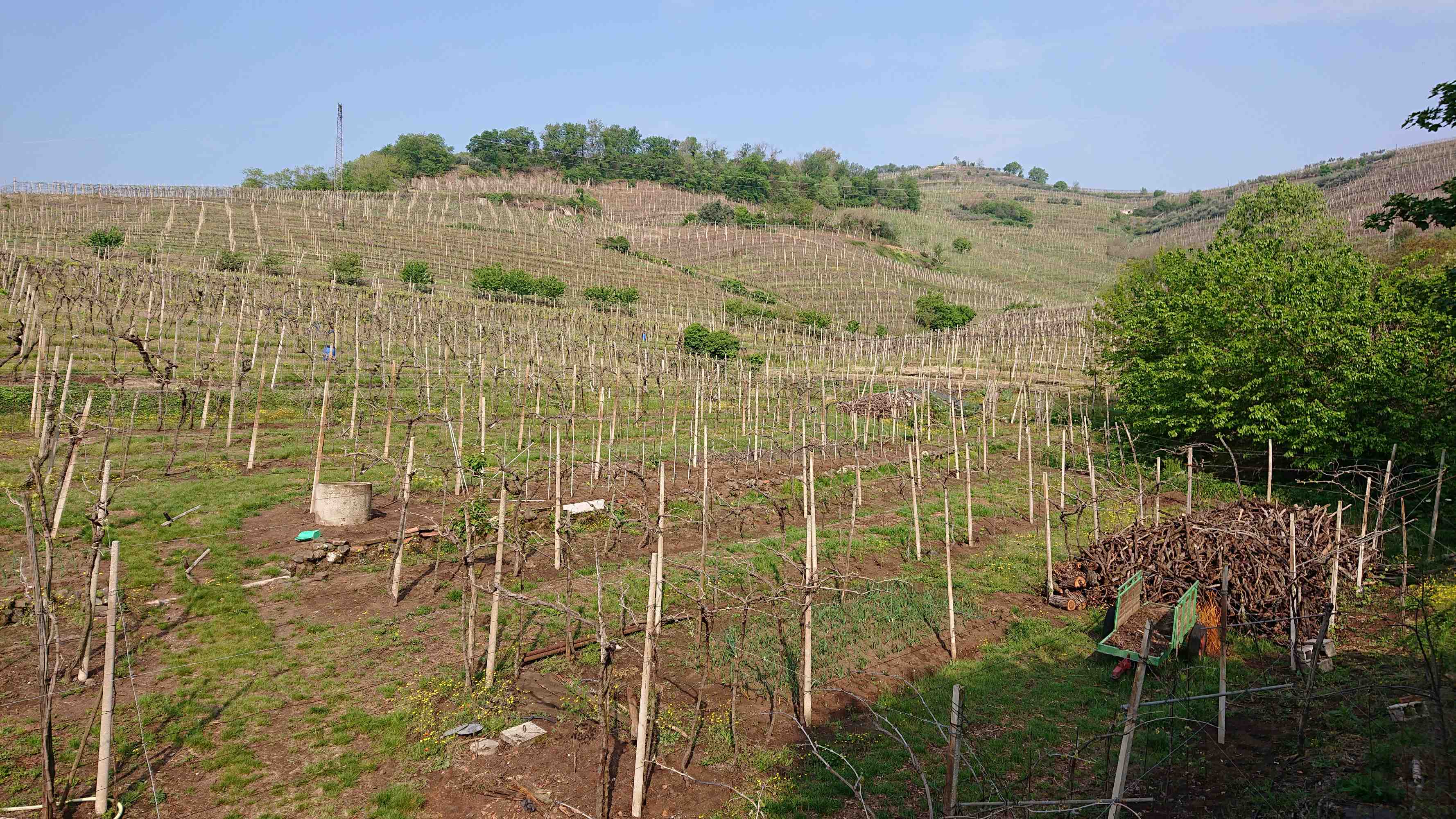 Køkkenhave mellem vinrækkerne