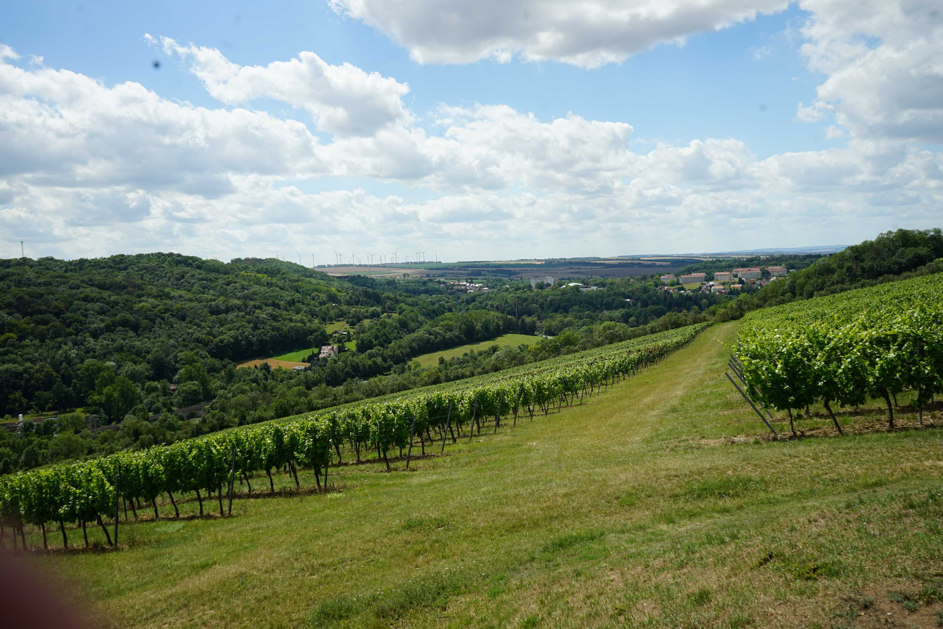 Vinmark i Thüringen